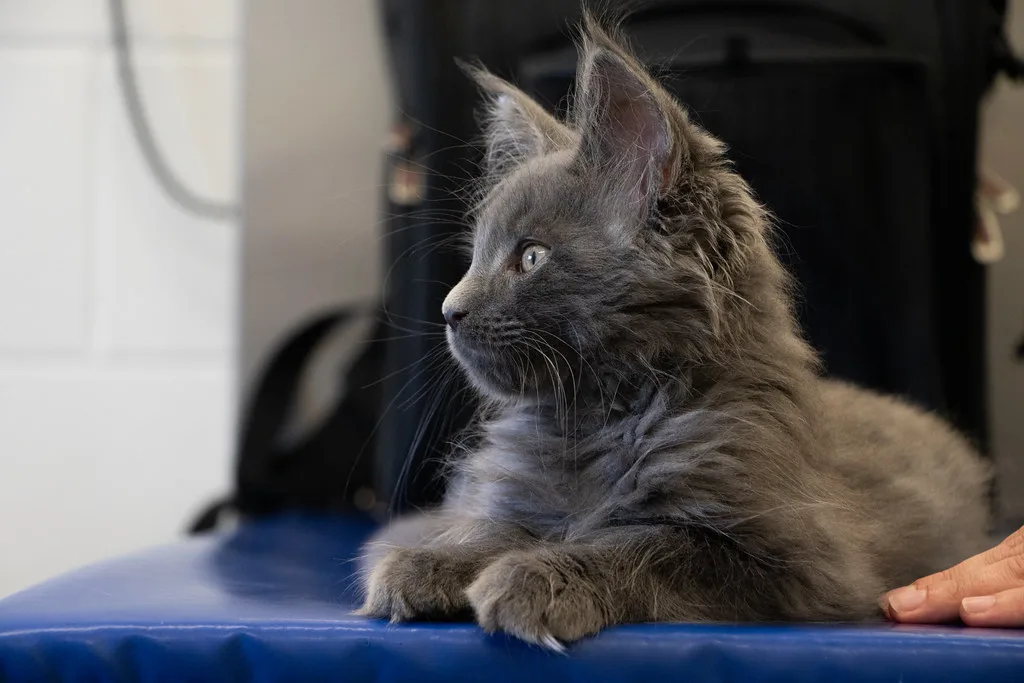 Siva mačka leži na stolu za pregled kod veterinara