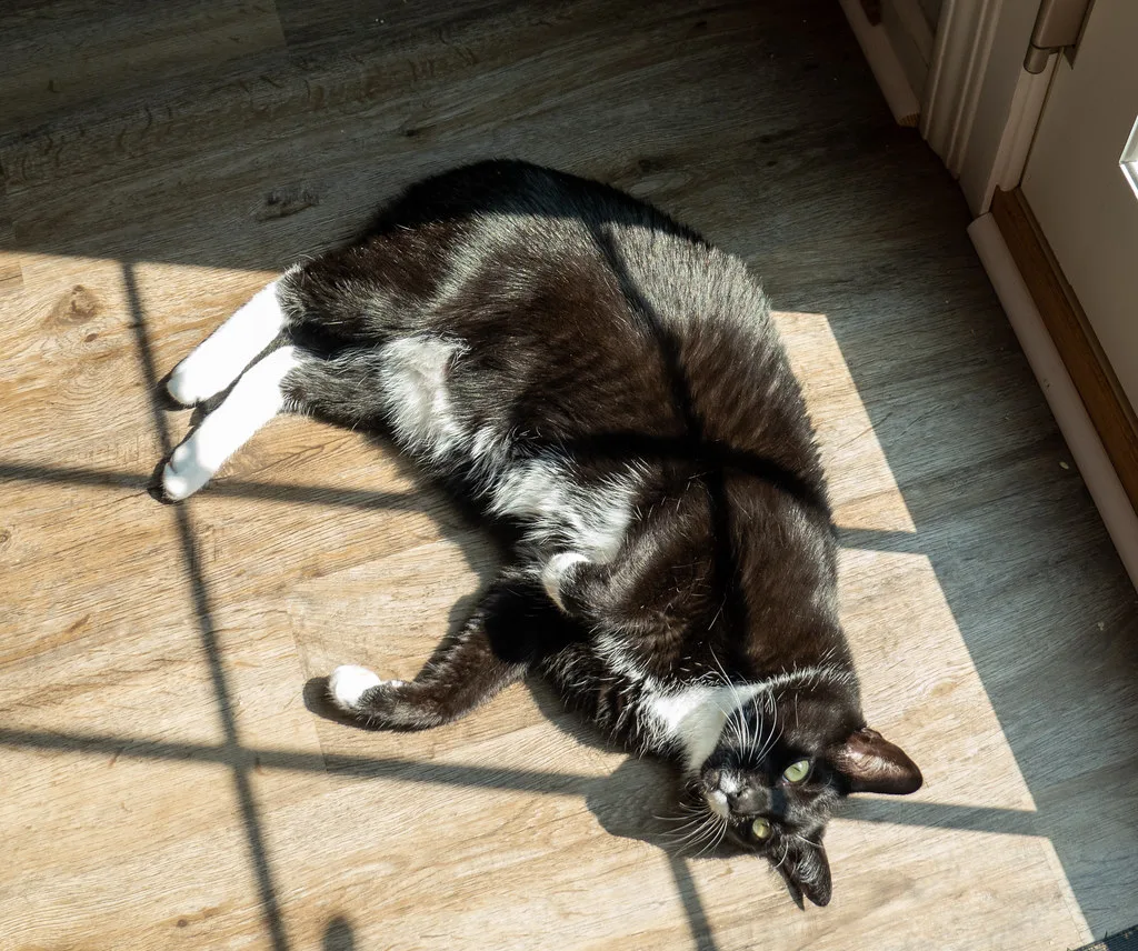 A cat resting in the shade next to a bowl of fresh water on a hot day