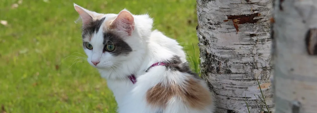 A cat in a harness exploring a lawn beside a birch tree