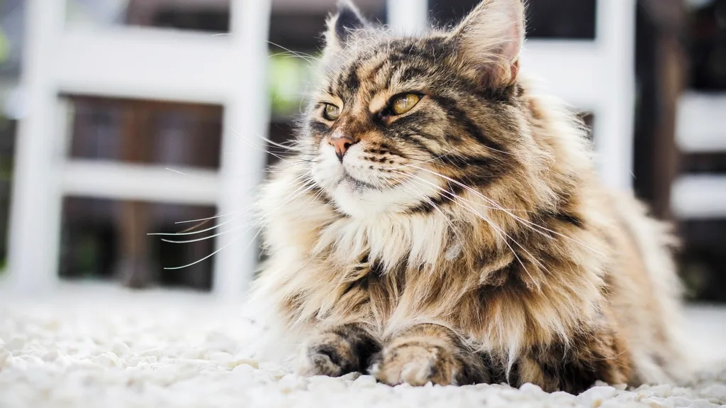 A long-haired cat with a thick coat during shedding season